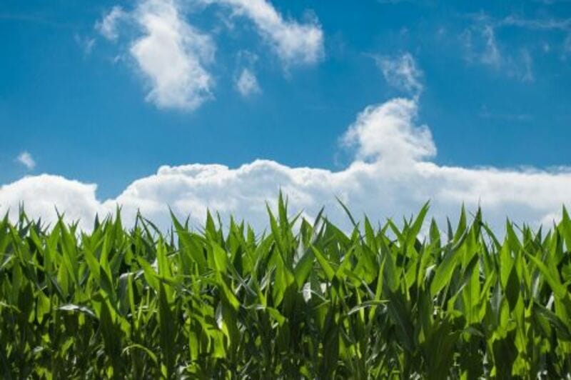 Corn Falling Lower on Wednesday